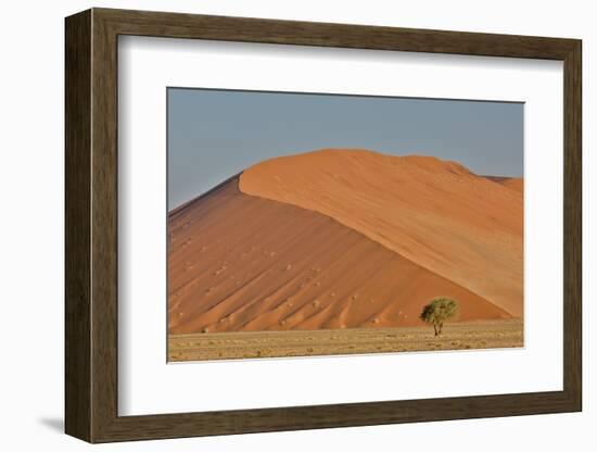 Lone tree and tall sand dune, Sossusvlei Namibia-Darrell Gulin-Framed Photographic Print