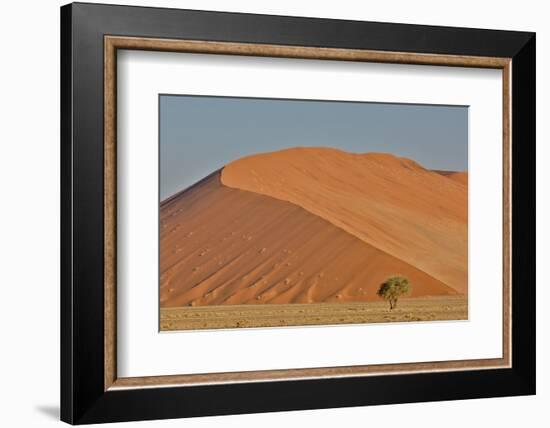 Lone tree and tall sand dune, Sossusvlei Namibia-Darrell Gulin-Framed Photographic Print