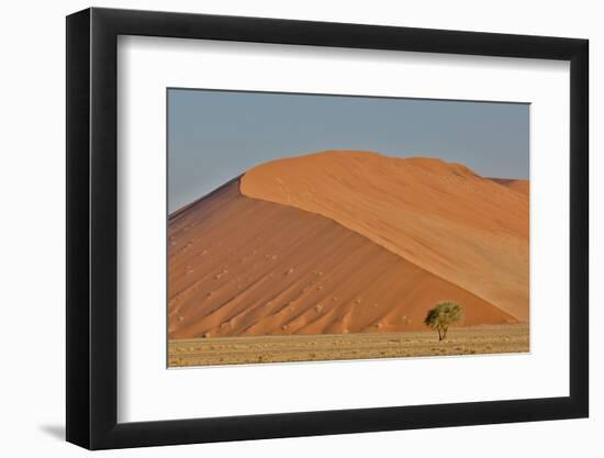 Lone tree and tall sand dune, Sossusvlei Namibia-Darrell Gulin-Framed Photographic Print