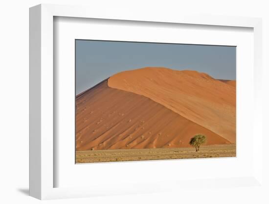 Lone tree and tall sand dune, Sossusvlei Namibia-Darrell Gulin-Framed Photographic Print