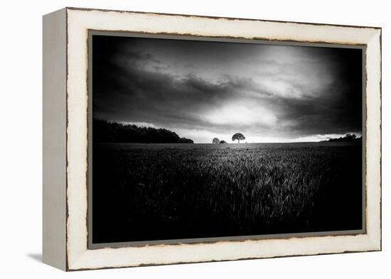 Lone Tree At Deffer-Rory Garforth-Framed Premier Image Canvas
