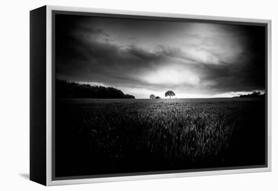 Lone Tree At Deffer-Rory Garforth-Framed Premier Image Canvas