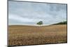 Lone Tree at Easington, near Aylesbury, Oxfordshire, England, United Kingdom, Europe-Barry Davis-Mounted Photographic Print