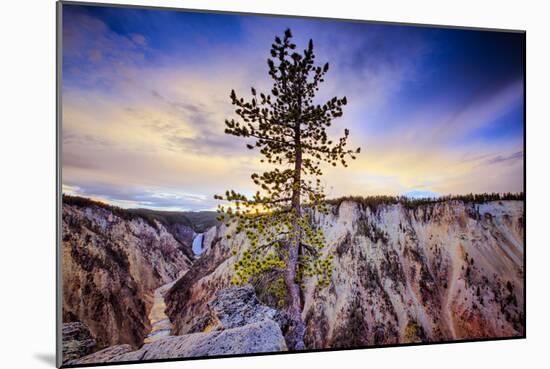 Lone Tree at Grand Canyon of the Yellowstone, Yellowstone National Park, Wyoming-Vincent James-Mounted Photographic Print