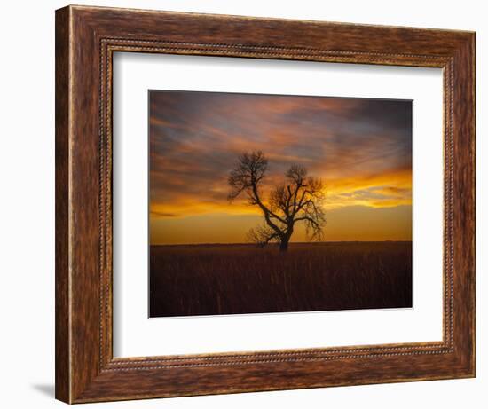 Lone tree at Quivira Game Refuge, Kansas-Michael Scheufler-Framed Photographic Print