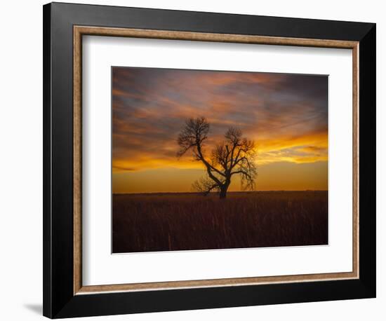 Lone tree at Quivira Game Refuge, Kansas-Michael Scheufler-Framed Photographic Print