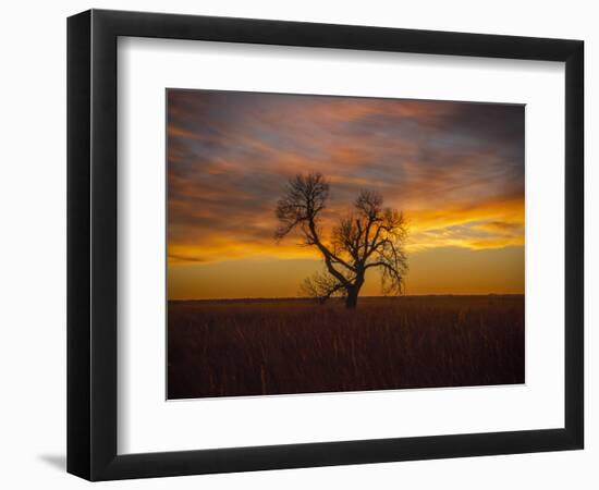 Lone tree at Quivira Game Refuge, Kansas-Michael Scheufler-Framed Photographic Print