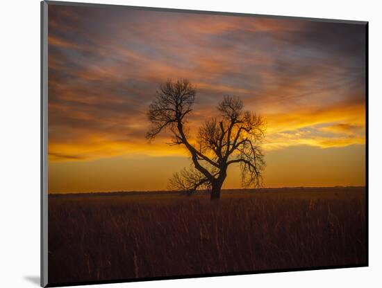 Lone tree at Quivira Game Refuge, Kansas-Michael Scheufler-Mounted Photographic Print