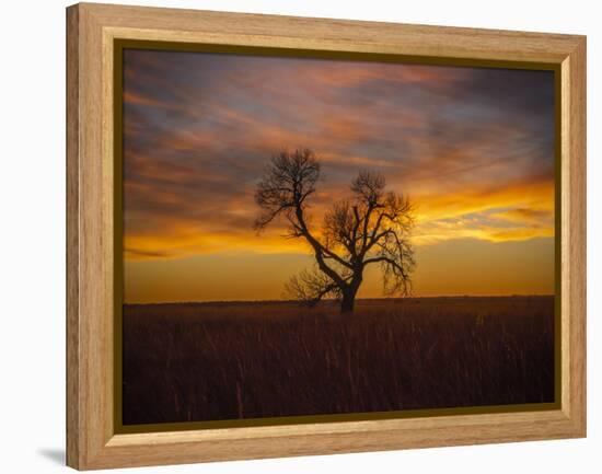 Lone tree at Quivira Game Refuge, Kansas-Michael Scheufler-Framed Premier Image Canvas