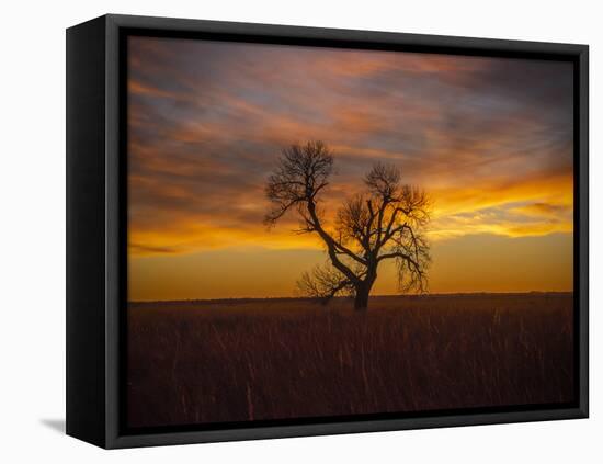 Lone tree at Quivira Game Refuge, Kansas-Michael Scheufler-Framed Premier Image Canvas