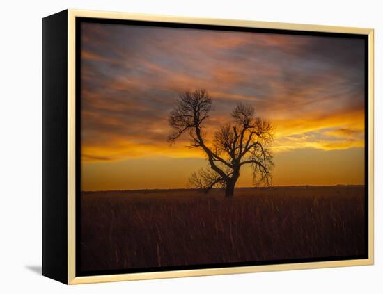 Lone tree at Quivira Game Refuge, Kansas-Michael Scheufler-Framed Premier Image Canvas