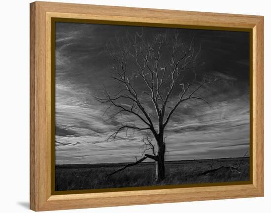 Lone tree at Quivira Game Refuge, Kansas-Michael Scheufler-Framed Premier Image Canvas