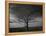 Lone tree at Quivira Game Refuge, Kansas-Michael Scheufler-Framed Premier Image Canvas