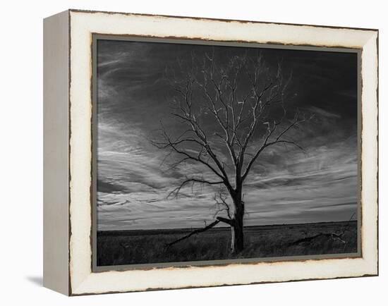 Lone tree at Quivira Game Refuge, Kansas-Michael Scheufler-Framed Premier Image Canvas