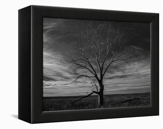 Lone tree at Quivira Game Refuge, Kansas-Michael Scheufler-Framed Premier Image Canvas