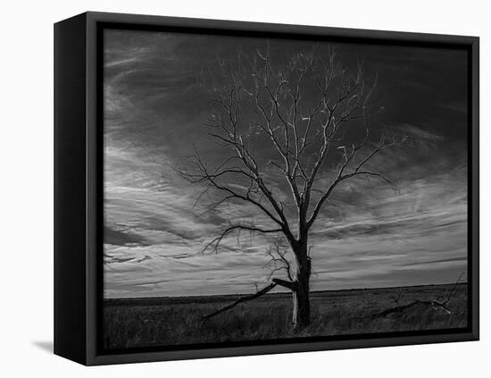 Lone tree at Quivira Game Refuge, Kansas-Michael Scheufler-Framed Premier Image Canvas