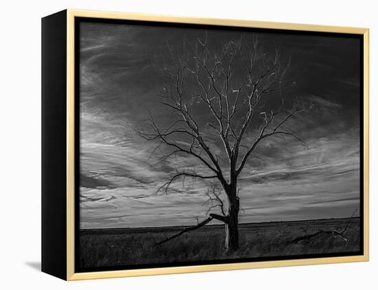 Lone tree at Quivira Game Refuge, Kansas-Michael Scheufler-Framed Premier Image Canvas