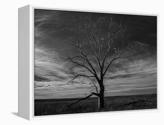 Lone tree at Quivira Game Refuge, Kansas-Michael Scheufler-Framed Premier Image Canvas