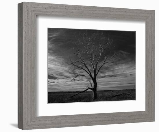 Lone tree at Quivira Game Refuge, Kansas-Michael Scheufler-Framed Photographic Print