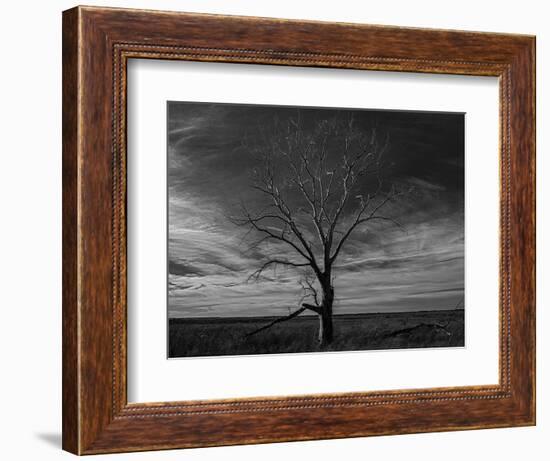 Lone tree at Quivira Game Refuge, Kansas-Michael Scheufler-Framed Photographic Print