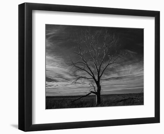 Lone tree at Quivira Game Refuge, Kansas-Michael Scheufler-Framed Photographic Print