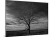 Lone tree at Quivira Game Refuge, Kansas-Michael Scheufler-Mounted Photographic Print