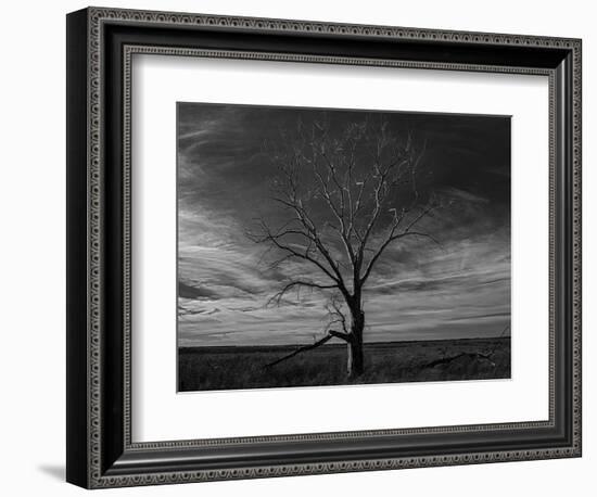 Lone tree at Quivira Game Refuge, Kansas-Michael Scheufler-Framed Photographic Print