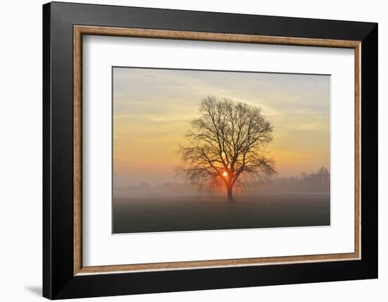 Lone tree at sunrise with morning mist, Dieburg, Darmstadt-Dieburg-District, Hesse, Germany-Raimund Linke-Framed Photographic Print