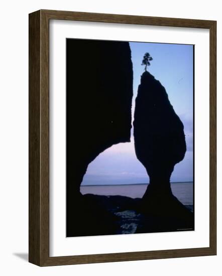 Lone Tree Atop a Tide Sculptured Pillar of Limestone Towering 70 Ft. High, Bay of Fundy-George Silk-Framed Photographic Print