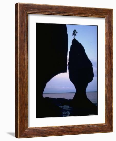 Lone Tree Atop a Tide Sculptured Pillar of Limestone Towering 70 Ft. High, Bay of Fundy-George Silk-Framed Photographic Print