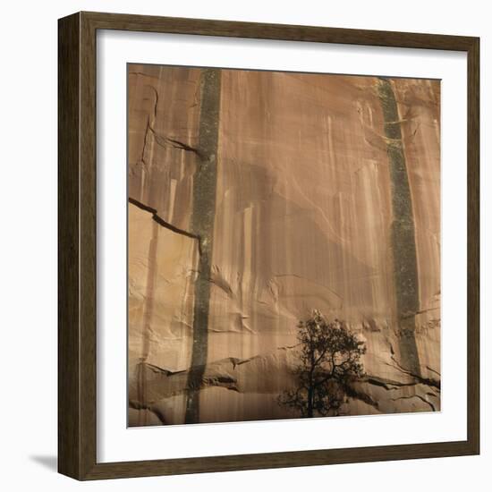 Lone Tree Beneath a Sheer Cliff Face-Micha Pawlitzki-Framed Photographic Print