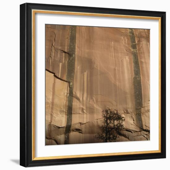 Lone Tree Beneath a Sheer Cliff Face-Micha Pawlitzki-Framed Photographic Print