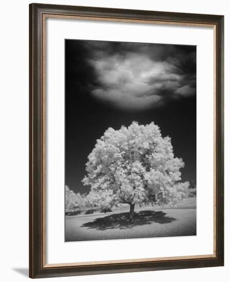 Lone Tree & Cloud, Green Bay, Wisconsin '12-Monte Nagler-Framed Photographic Print