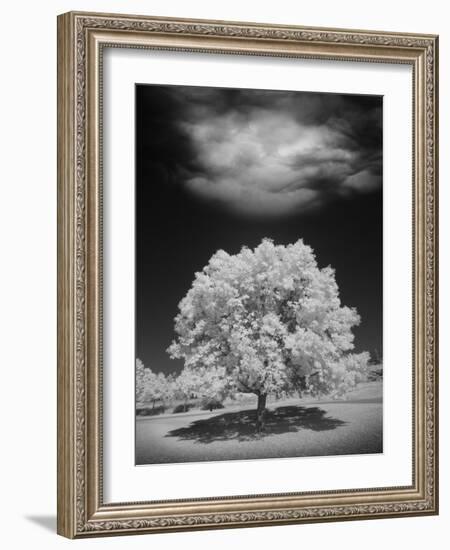 Lone Tree & Cloud, Green Bay, Wisconsin '12-Monte Nagler-Framed Photographic Print