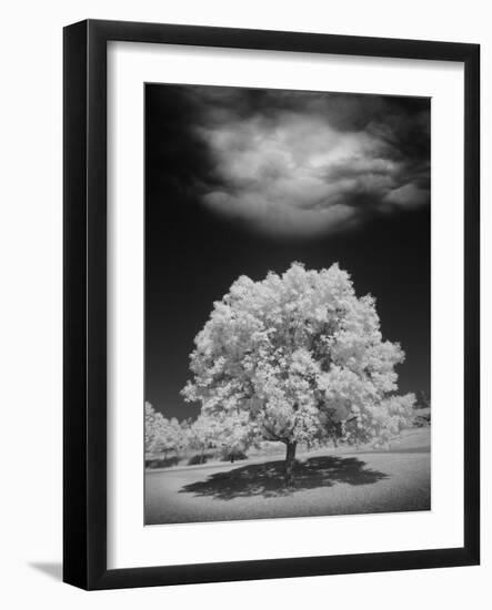 Lone Tree & Cloud, Green Bay, Wisconsin '12-Monte Nagler-Framed Photographic Print