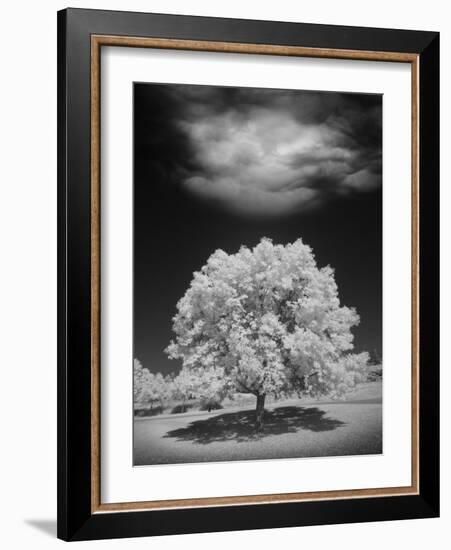 Lone Tree & Cloud, Green Bay, Wisconsin '12-Monte Nagler-Framed Photographic Print