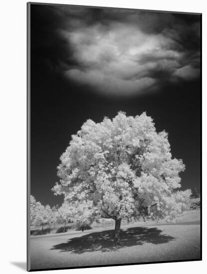 Lone Tree & Cloud, Green Bay, Wisconsin '12-Monte Nagler-Mounted Photographic Print