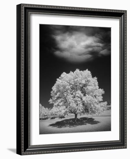 Lone Tree & Cloud, Green Bay, Wisconsin '12-Monte Nagler-Framed Photographic Print