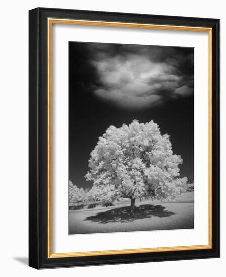 Lone Tree & Cloud, Green Bay, Wisconsin '12-Monte Nagler-Framed Photographic Print