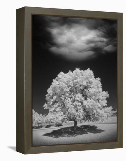 Lone Tree & Cloud, Green Bay, Wisconsin '12-Monte Nagler-Framed Premier Image Canvas