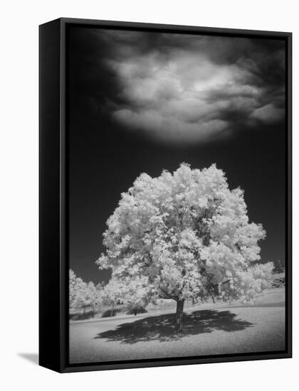 Lone Tree & Cloud, Green Bay, Wisconsin '12-Monte Nagler-Framed Premier Image Canvas