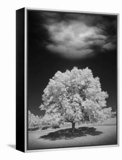 Lone Tree & Cloud, Green Bay, Wisconsin '12-Monte Nagler-Framed Premier Image Canvas