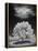 Lone Tree & Cloud, Green Bay, Wisconsin '12-Monte Nagler-Framed Premier Image Canvas