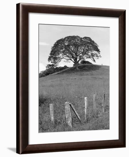 Lone Tree & Fence, Costa-Monte Nagler-Framed Photographic Print