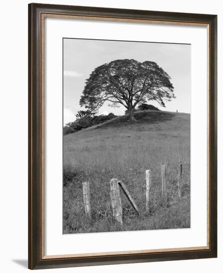 Lone Tree & Fence, Costa-Monte Nagler-Framed Photographic Print