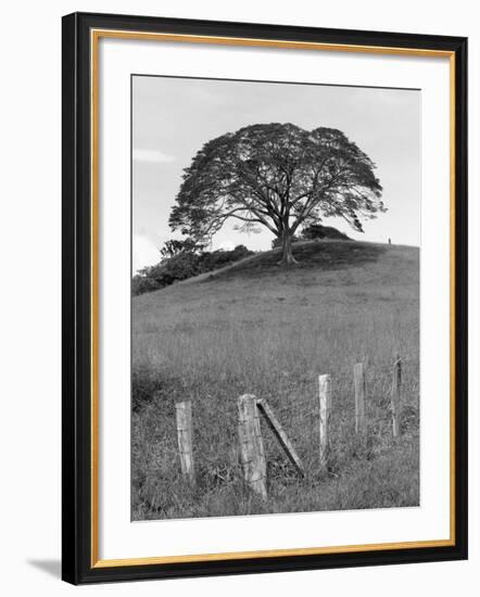 Lone Tree & Fence, Costa-Monte Nagler-Framed Photographic Print