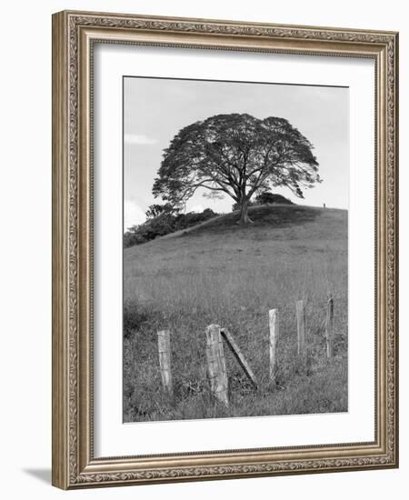 Lone Tree & Fence, Costa-Monte Nagler-Framed Photographic Print