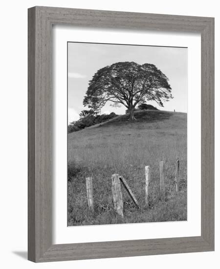 Lone Tree & Fence, Costa-Monte Nagler-Framed Photographic Print