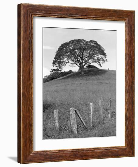 Lone Tree & Fence, Costa-Monte Nagler-Framed Photographic Print