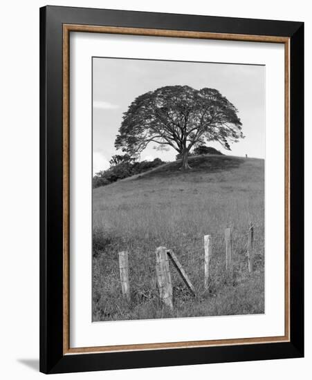 Lone Tree & Fence, Costa-Monte Nagler-Framed Photographic Print